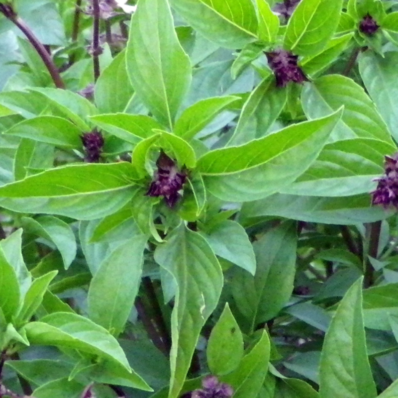 Basil, Cinnamon / Mexican Main Image